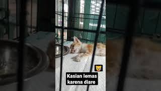 Anak kucing lemas kena diare 