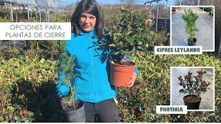 PRADOPLANT - Opciones de plantas de cierre: Photinia y Leylandii | Características y cuidados |