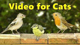 Videos for Cats to Watch ~ Summer Birds Remembered ⭐ 8 Hours ⭐