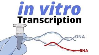 in vitro Transcription