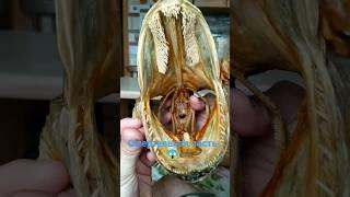 Опасный зубастый хищник  Речной монстр! Рыбалка #fishing #shorts
