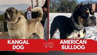 "Kangal vs American Bulldog: Which Dog Reigns Supreme in Danger?" #DOG #DOGFACTS