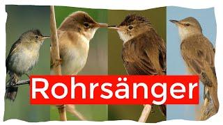 Alle Rohrsängerarten Deutschlands und Mitteleuropas | Ornithologie für Anfänger