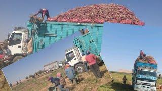 أجيو تشوفو كفاش تنشارجيو البصلة اليابسة   منطقة قلعة السراغنة