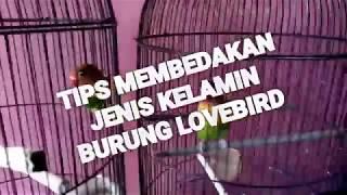 CARA CEPAT MEMBEDAKAN JENIS KELAMIN LOVEBIRD