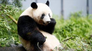 Japanese visitors bid farewell to Chinese panda at zoo