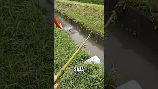 MANCING DI PARIT KECIL PAKAI JORAN BAMBU GUYS ‼️ #shorts #fishing #mancing