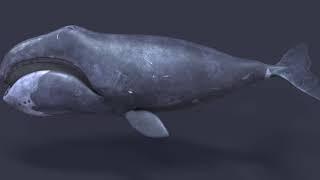 Bowhead whale