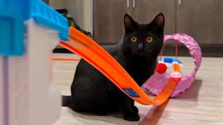 Cat Plays with Hot Wheels!