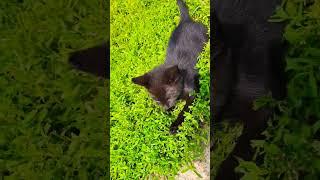 Adorable Kittens Frolic on a Sunny Lawn 