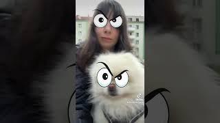 #dog #funny #fyp #foryou #viralvideo