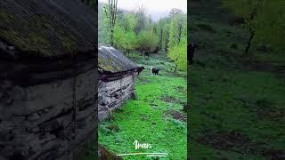 Alone cows in jungle