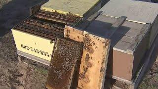 Behind the scenes at an Arizona honey farm | FOX 10 AZAM