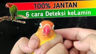 Cara Membedakan jenis kelamin Lovebird Jantan