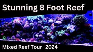 Stunning 8 Foot Mixed Reef Aquarium in Connecticut (240 Gallon Reef Aquarium Tour 2024)