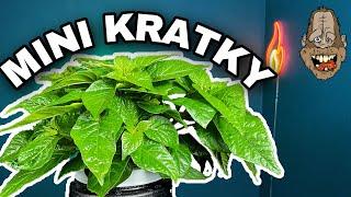 How To Keep Your Kratky Hydroponic Plants Small And Bushy