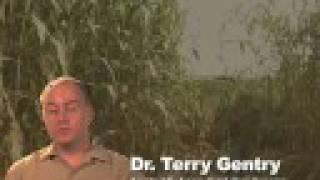 Agro 489, Texas A&M University