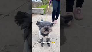 小狗处于危难之中，竟无一人营救 #救援 #funny #pets #animals #宠物 #动物救援#shorts