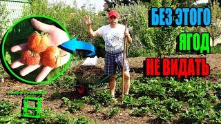 5 ПРИЕМОВ ХОРОШЕГО УРОЖАЯ КЛУБНИКИ (ЗЕМЛЯНИКА САДОВАЯ)+КУЧА СОВЕТОВ. ЭКОСАД (ОГОРОД) И ТЕПЛИЦА 22-29