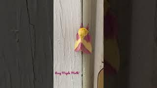 A rosy maple moth spotted on our front door!