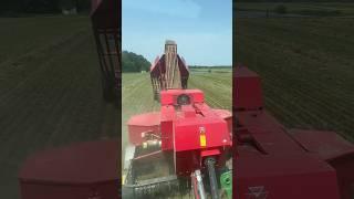 #shorts Kayla Wieczorek | HAY days of Summer ~ ARE HERE!! | 1st day baling alfalfa #HaySeason 2023