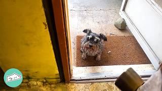 Old Farm Dog Runs Away To Visit This Family Every Day | Cuddle Buddies