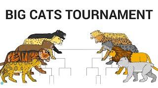 THE BIG CATS TOURNAMENT ANIMATION