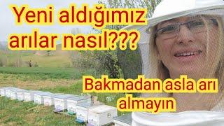 Yeni satın aldığımız arılar nasıl?Arı alırken nelere dikkat edilmeli?#arı #arıcılık#bee#kovan#yalvaç