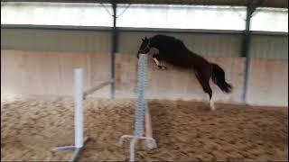 3 yo mare by Qlassic Bois Margot