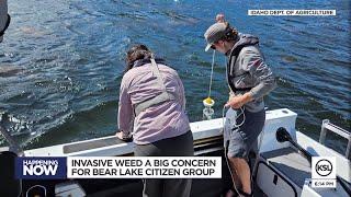 As Eurasian milfoil invades Bear Lake, states and activists fight back