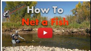 How to net a fish when fly fishing