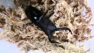 Japanese stag beetle - Prosopocoilus dissimilis