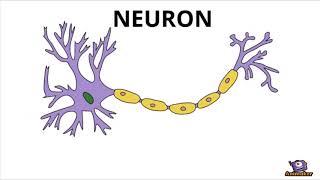 The Brain Song (Ashley Lin (A3), Courtney H (B3), Kim Varghese , Rachel Dang, Kenny Huynh (B1))