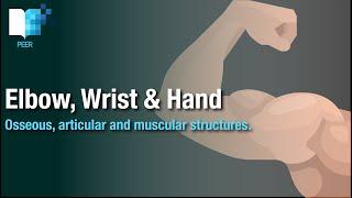 The Anatomy of the Elbow, Wrist & Hand: bones, joints and muscles.