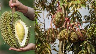 Amazing,Natural durian grown in chemical-free fields and Garden at home