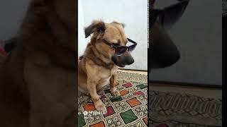 Dog Funny Video| Tere Baap Ne Hotel Khol Rakkhe Ke |2 Dogs Funny Comedy | Funny Videos 2020