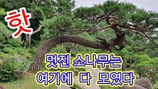 화담 숲 2039편 멋진 소나무 즐비