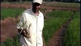 Rice Farming in Jamaica pt2 of 4