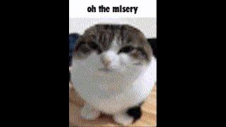 wawa cat oh the misery discord gif edition