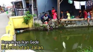 Jadi Tontonan...!!! Mancing Ikan Gede Gede Di Bawah Jembatan Jalan