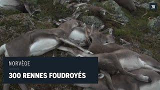 300 rennes sauvages ont été foudroyés en Norvège