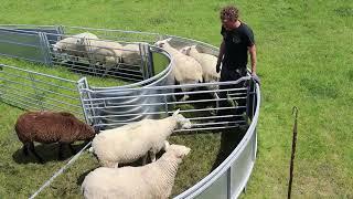 Schapen opdrijven met de Opdrijfset