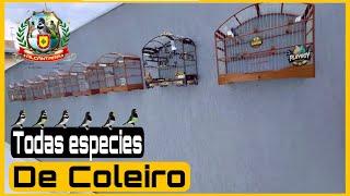 TODAS AS ESPECIES DE COLEIRO PAPA-CAPIM