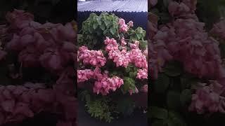 beautiful plant musanda #shortvideo#plants# Aparna Gardener