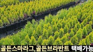 [가을분양 13탄] 골든스마라그, 골든브라반트 화분묘 분양/ 평창에서 건강하게 자란 나무를 데려가세요~^^