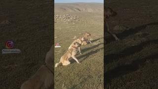 Kangal dogs attacking wolves️ #shorts / #youtubeshorts
