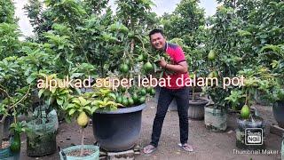 ALPUKAD.ALIGATOR VS MIKI BERBUAH LEBAT DALAM POT.