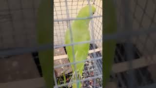 #parrot #desibirds #lovebirds #yputubeshorts #shortsvideo