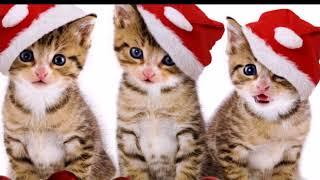 Новогодние котики  Приколы с кошками  смешные кошки  Christmas cat video with cats funny cats