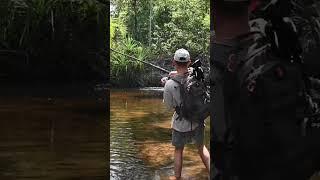 Barramundi fishing #barra #fishing #bass #shorts